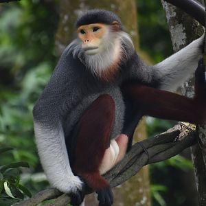 Red shanked douc langur, Pygathrix nemaeus