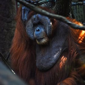 Bornean orangutan male, Pongo pygmaeus