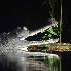 Gharial, Gavialis gangeticus