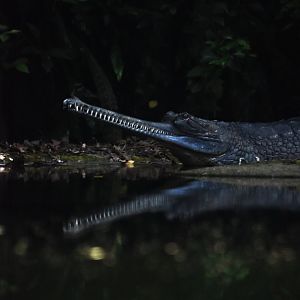 Gharial, Gavialis gangeticus