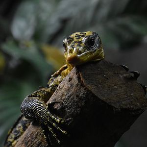 Mindanao water monitor, Varanus cumingi