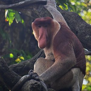 Proboscis monkey, Nasalis larvatus