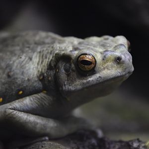 Yellow spotted tree toad, Rentapia flavomaculata