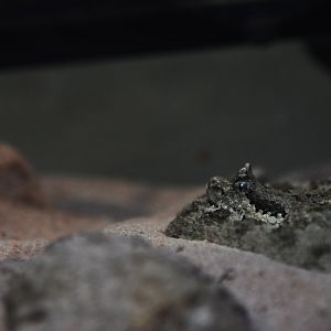 Sidewinder, Crotalus cerastes