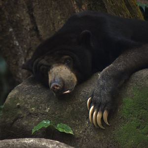 Sun bear, Helarctos malayanus
