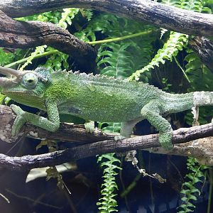 Jackson's Chameleon (Trioceros jacksonii) Kawasui Kawasaki Aquarium August 15, 2025