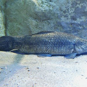Giant Trahira (Hoplias macrophthalmus) Kawasui Kawasaki Aquarium August 15, 2025