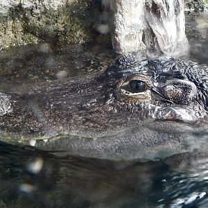 American Alligator that shows its face out of the water August 2, 2025　