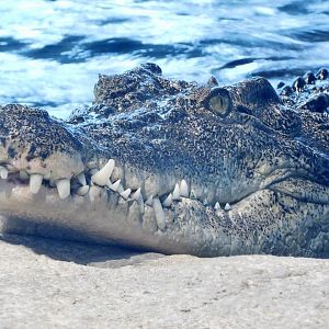 Lon the Female Saltwater Crocodile (Crocodylus porosus) NIFREL