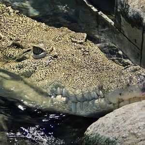 Hyde the Female Saltwater Crocodile (Crocodylus porosus) NIFREL