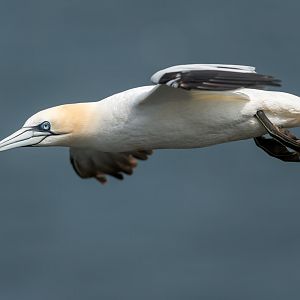 Northern Gannet (wild) UK