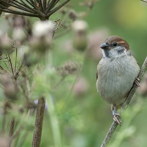 Tree Sparrow (wild) UK