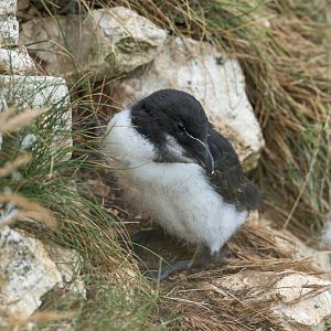 Razorbill and Chick (wild) UK