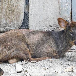 Southern pudu (Pudu puda) August 4, 2025
