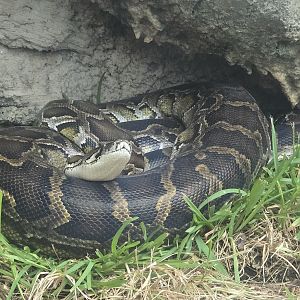 Wetlands - New Burmese python