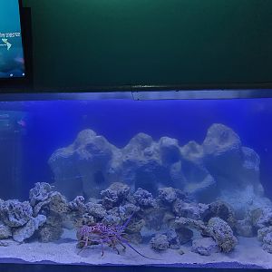 Shorelines - Caribbean lobster