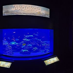 Florida Reefs - 'Ako'ako'a