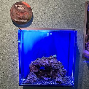 Reef Secrets - spotted spiny lobster