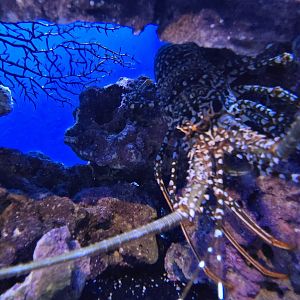 Reef Secrets - spotted spiny lobster