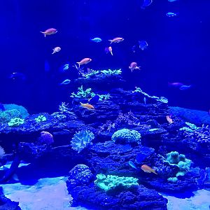 Florida Reefs - 'Ako'ako'a