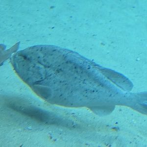 Waves of Wonder - speckled grouper