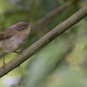 ChiffChaff (wild) UK