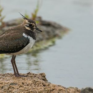 Lapwing Juvenile (wild) UK