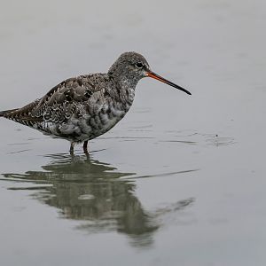 Spotted Redshank (wild) UK