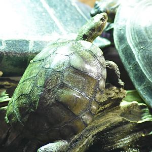 ID TURTLE (HAUS DES MEERES) WIEN, AUSTRIA