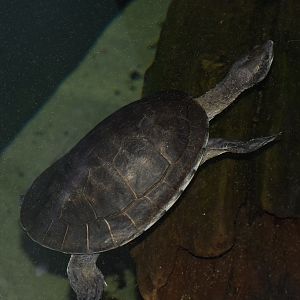 ID TURTLE (HAUS DES MEERES, WIEN, AUSTRIA)