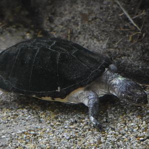 ID TURTLE (HAUS DES MEERES, WIEN, AUSTRIA)