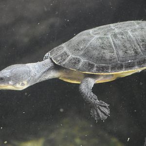 ID TURTLE (HAUS DES MEERES, WIEN, AUSTRA)