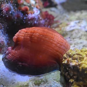 ID ¿ANEMOME? HAUS DES MEERES, WIEN, AUSTRIA