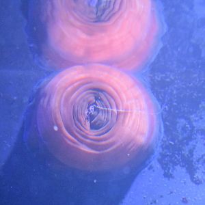 ID ¿ANEMOME? HAUS DES MEERES, WIEN, AUSTRIA