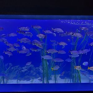 Shorelines - Entry tank