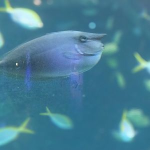 Waves of Wonder - unicorn fish