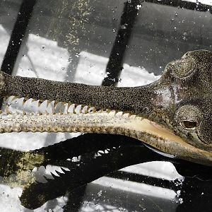 Gharial with open mouth March 22, 2025