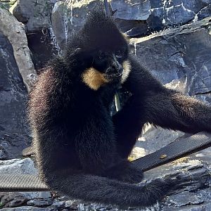 Buffed-Cheeked Gibbon-Omaha's Henry Doorly Zoo