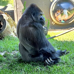 Western Lowland Gorilla-Omaha's Henry Doorly Zoo