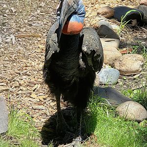 Abyssinian Ground Hornbill-Omaha's Henry Doorly Zoo