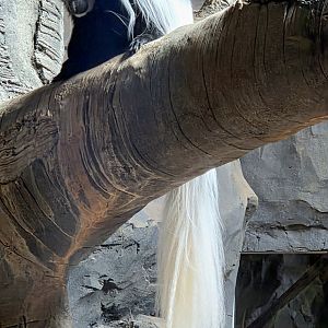 Angolan Colobus Monkey-Omaha's Henry Doorly Zoo