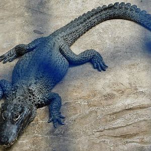 Chinese Alligator (Alligator sinensis) March 2, 2025