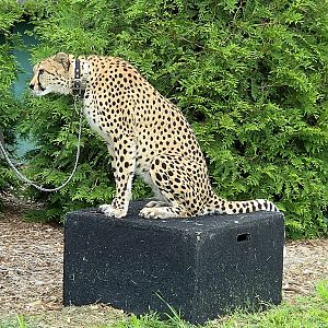 Cheetah-Omaha's Henry Doorly Zoo