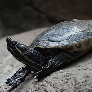 Meso-American Slider