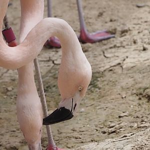 Chilean Flamingoes 2