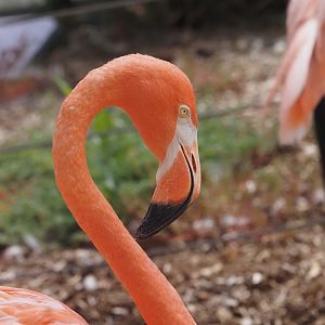 American Flamingo