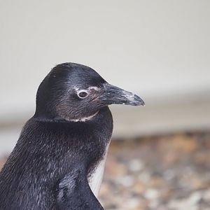Juvenile African Penguin