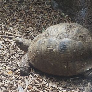 Leopard Tortoise