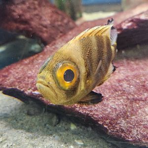 Biomes Marine Biology Center - Big-eye