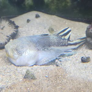 Biomes Marine Biology Center - Stargazer